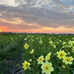 Blossombed Voorhout