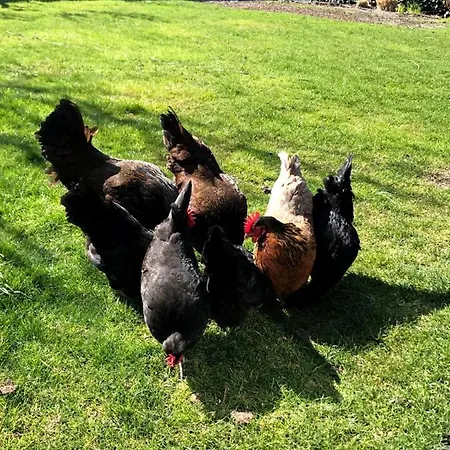 Blossombed 3* Voorhout