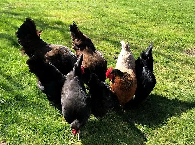 Blossombed 3* Voorhout